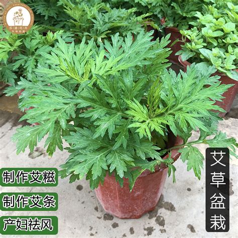 艾草風水|艾草盆栽避邪法則